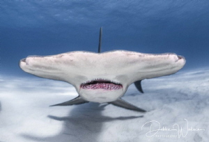 A very large female hammerhead shark comes straight up to... by Debbie Wallace 